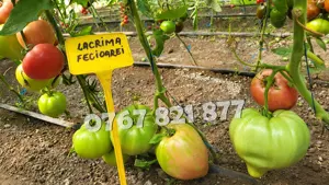 Rasad rosii   tomate | Rasaduri rosii Prekos Inima de bou Ardei Altele - imagine 6