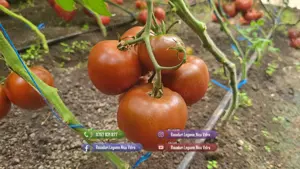 Rasad rosii   tomate | Rasaduri rosii Prekos Inima de bou Ardei Altele - imagine 5