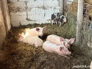 Vand porci  - imagine 5