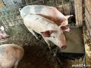 Vand porci  - imagine 3