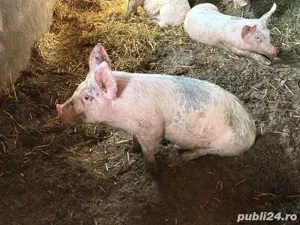 Vand porci  - imagine 4
