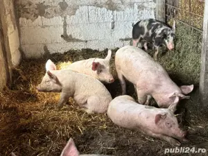 Vand porci  - imagine 2