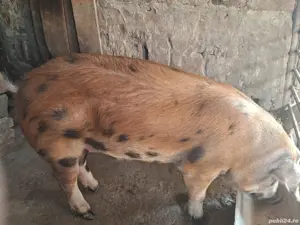 porc de vânzare 