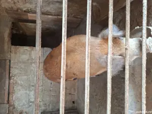 porc de vânzare  - imagine 2 porc de vânzare  - imagine 2