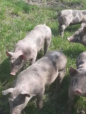 Purcei Pietrain,8 saptamani - imagine 2