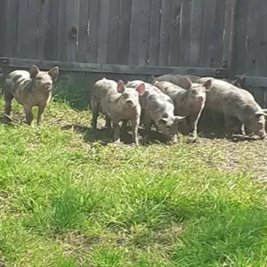 Purcei Pietrain,8 saptamani - imagine 3