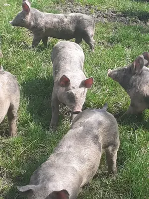 Purcei Pietrain,8 saptamani - imagine 4