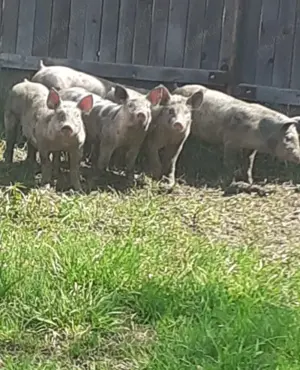 Purcei Pietrain,8 saptamani