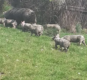 Purcei Pietrain,8 saptamani - imagine 5