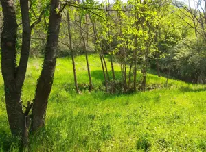 Teren extravilan Băile Herculane 5000 m2 - imagine 3