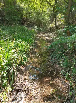 Teren extravilan Băile Herculane 5000 m2 - imagine 5