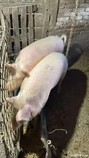 vand  porci  - imagine 3