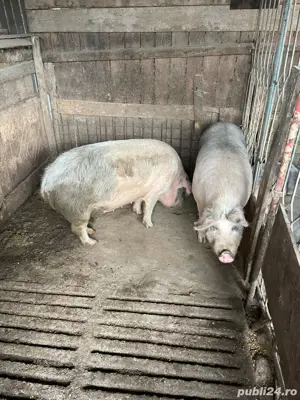 vand porci  - imagine 5 vand porci  - imagine 5