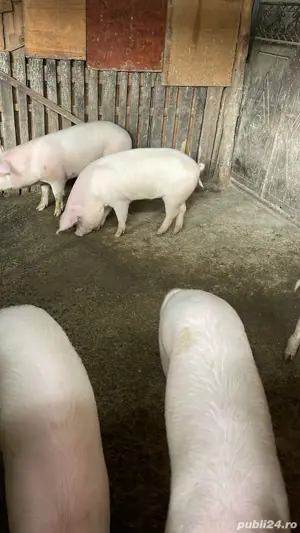 vand  porci  - imagine 5