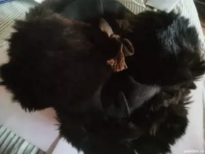 Căciulă de blana adusa din Rusia 250 lei