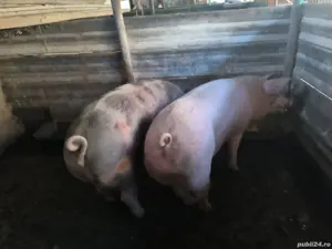 Grasuni landras pietrean - imagine 2