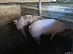 Grasuni landras pietrean - imagine 4