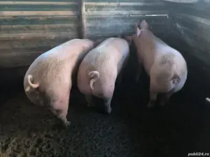 Grasuni landras pietrean - imagine 3