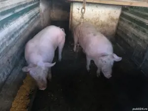 Grasuni landras pietrean - imagine 5