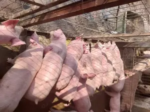 Purcei de carne pik, - imagine 4