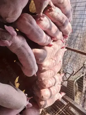 Purcei de carne pik, - imagine 2