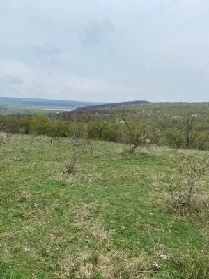 Agricol 10ha Timiș Comasate Agricol 20 ha - imagine 4