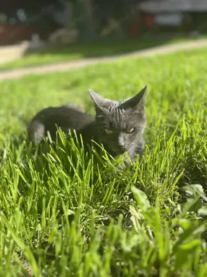 pisoiasi Albastru de Rusia - imagine 5