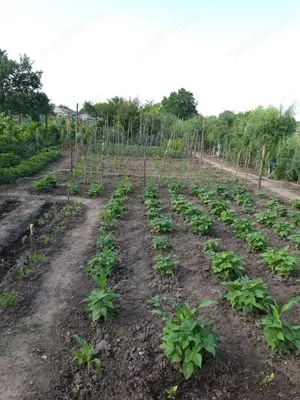 Vand casa la rosu si teren T.Vladimirescu,Galati - imagine 2