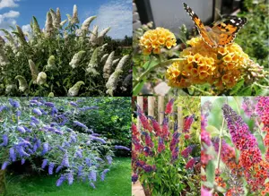 Liliac Vara parfumat alb roz mov galben albastru multicolor in ghiveci