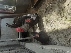 Gaini Chabo - imagine 5