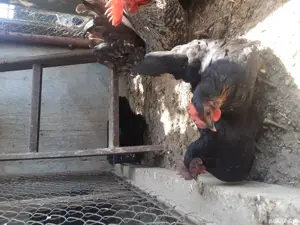 Gaini Chabo - imagine 3