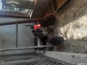 Gaini Chabo - imagine 2