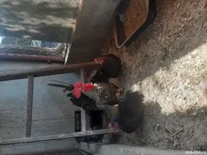 Gaini Chabo - imagine 4