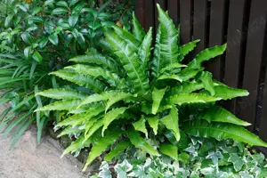 Navalnic in ghiveci - plante medicinale