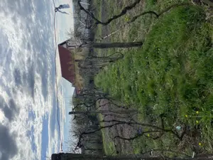 Casa de vanzare in Cordau - imagine 3 Casa de vanzare in Cordau - imagine 3