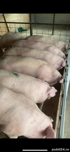 de vanzare porci de carne 