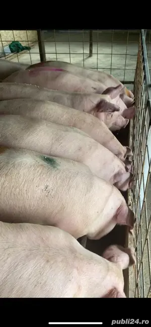 de vanzare porci de carne  - imagine 3 de vanzare porci de carne  - imagine 3