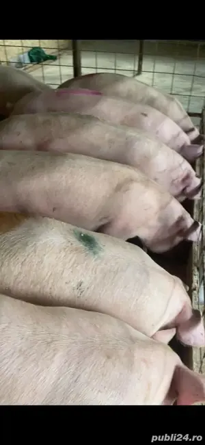 de vanzare porci de carne  - imagine 2 de vanzare porci de carne  - imagine 2