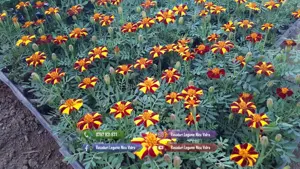 Rasaduri | Rasad rosii romanesti si hibrizi ardei vinete castraveti - imagine 8