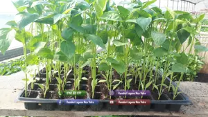 Rasaduri | Rasad rosii romanesti si hibrizi ardei vinete castraveti - imagine 6