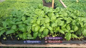 Rasaduri | Rasad rosii romanesti si hibrizi ardei vinete castraveti - imagine 7