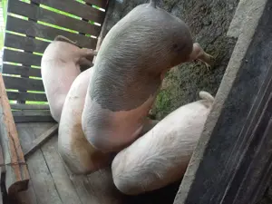 Vînd porci - imagine 2