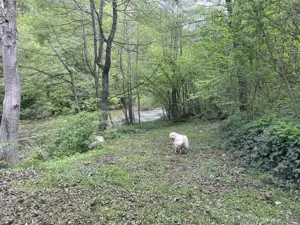 Oportunitate unică ! Proprietate în parc național  pe malul Cernei !  - imagine 9