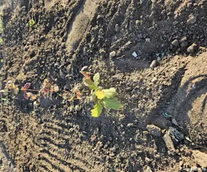 puieti forestieri certificati - imagine 5