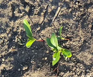 puieti forestieri certificati - imagine 2