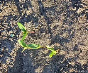 puieti forestieri certificati - imagine 4