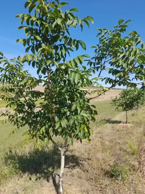 Vând livadă nuc ecologica  - imagine 4