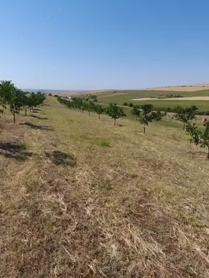 Vând livadă nuc ecologica  - imagine 3