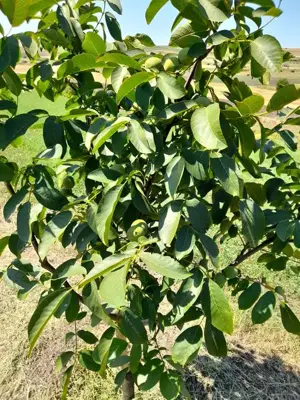 Vând livadă nuc ecologica  - imagine 5