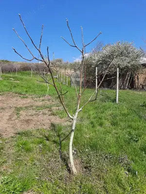 Vând livadă nuc ecologica  - imagine 6